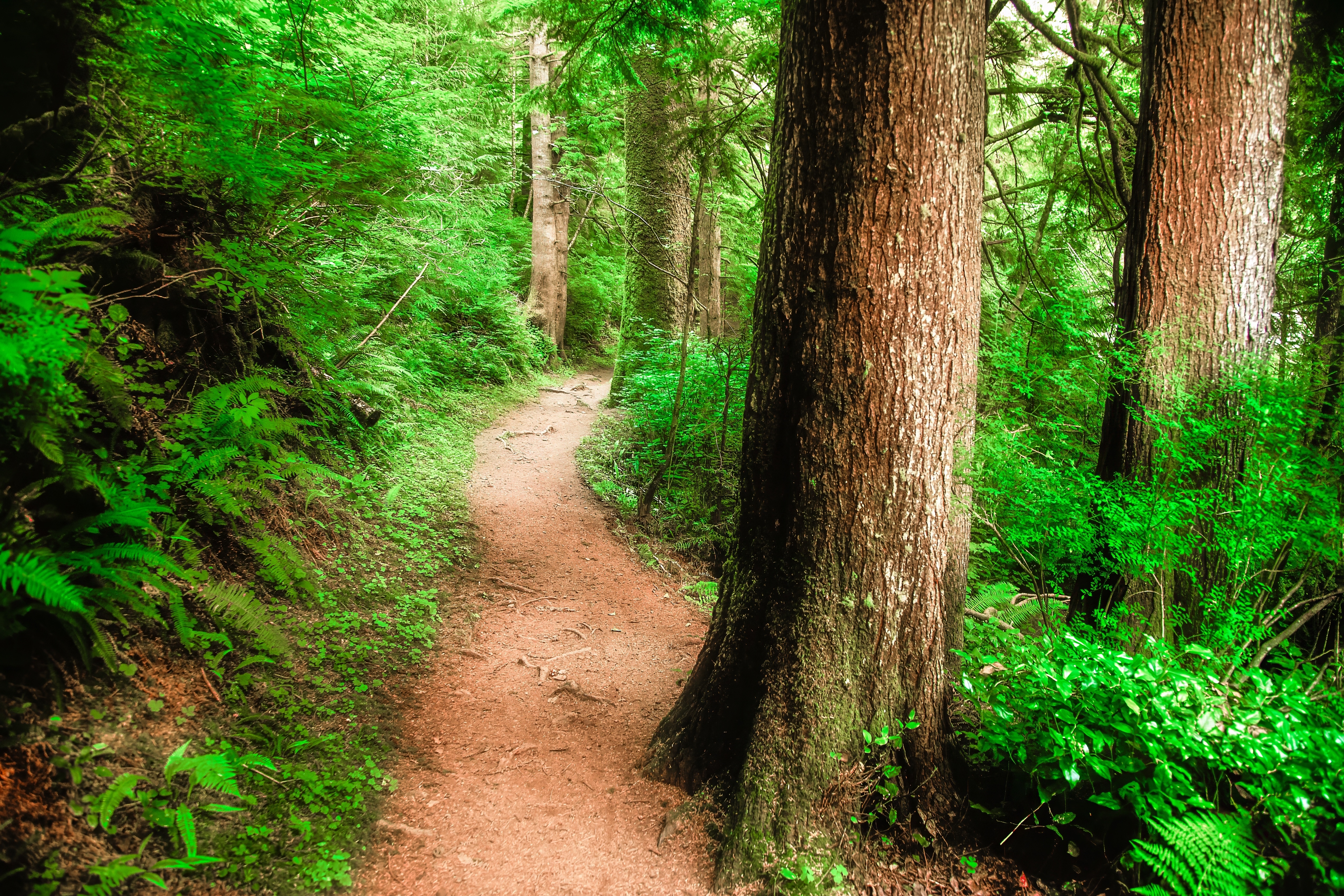 A forest trail in Oregon